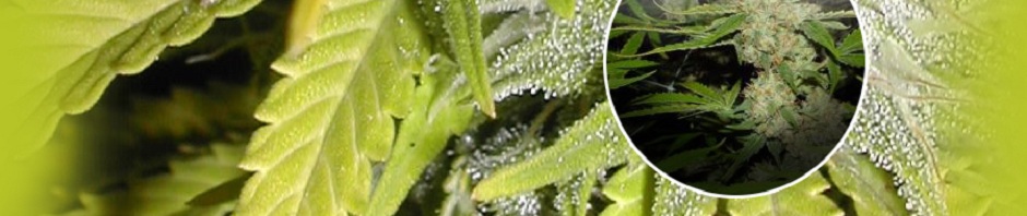 How To Grow Weed Indoors